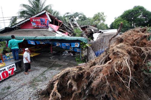 POKOK TUMBANG