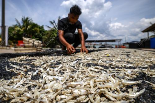 IKAN BILIS