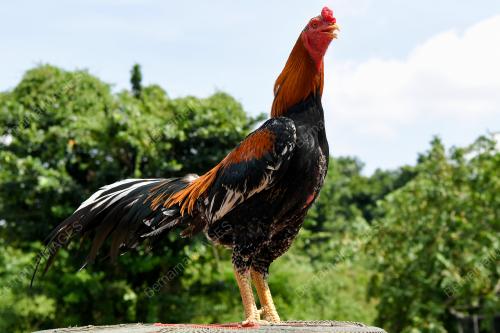 AYAM RATU