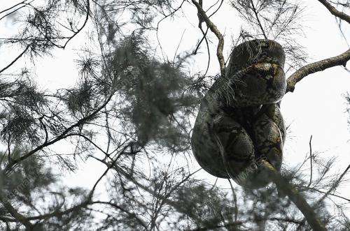 ULAR SAWA ATAS POKOK RHU