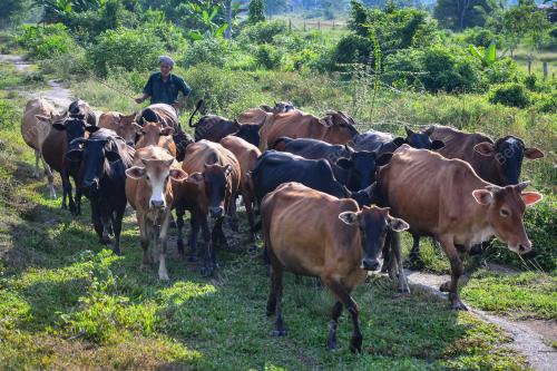 LEMBU KORBAN