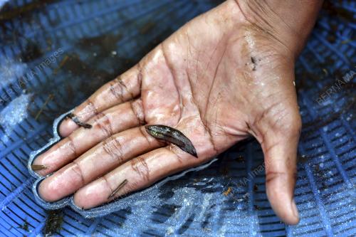 BUDAK KAMPUNG TANGKAP IKAN LAGA