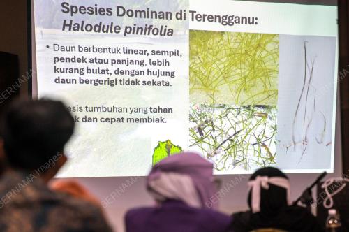 RUMPUT LAUT