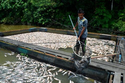 TR04_10092019_IKAN_SANGKAR