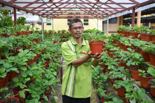 STRAWBERI TERENGGANU