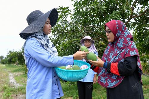 MANGGA HARUMANIS TERENGGANU