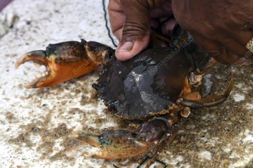 NELAYAN MENCARI PENDAPATAN TAMBAHAN