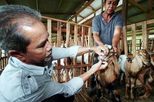KAMBING KORBAN