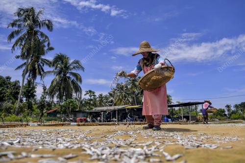 IKAN BILIS