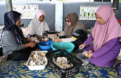 PEKASAM CENDAWAN TIRAM