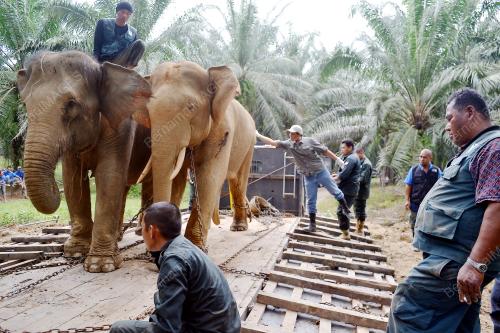 TR04_17012014_PINDAH_GAJAH