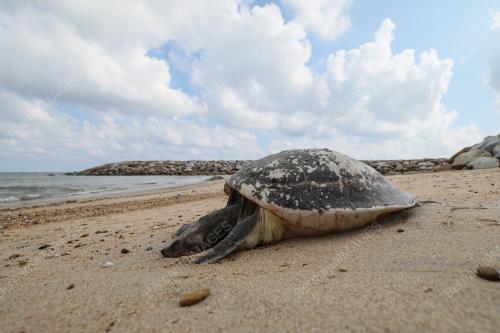 TUNTUNG LAUT MATI