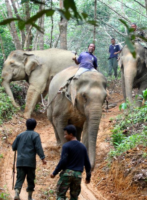 GAJAH LIAR