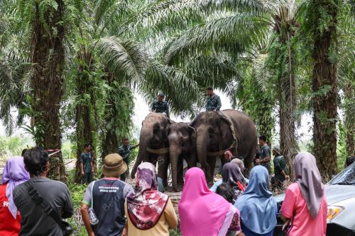 OPERASI PINDAH GAJAH