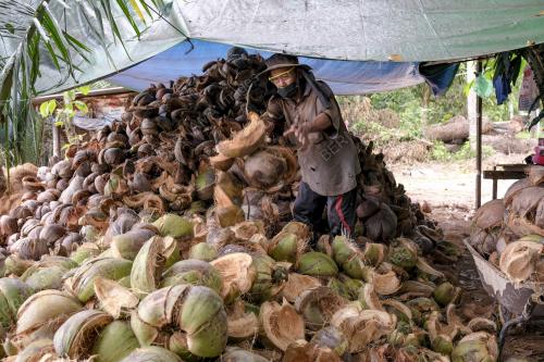 SABUT KEPALA JADI SUMBER REZEKI