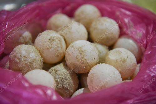 TELUR_PENYU