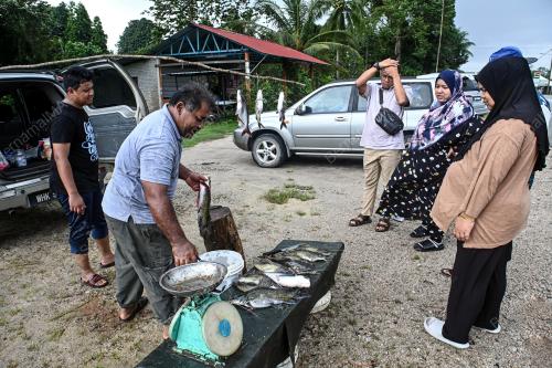 SAMBUTAN IKAN DARAT MUSIM TENGKUJUH