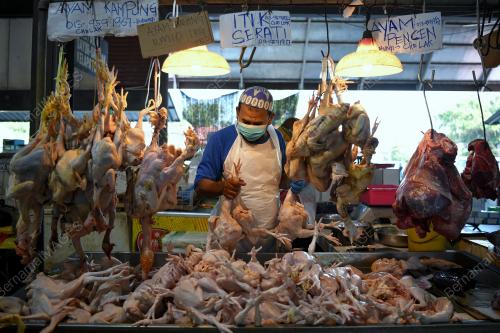 HARGA_AYAM