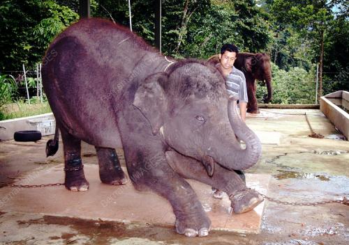 SANTUARI GAJAH