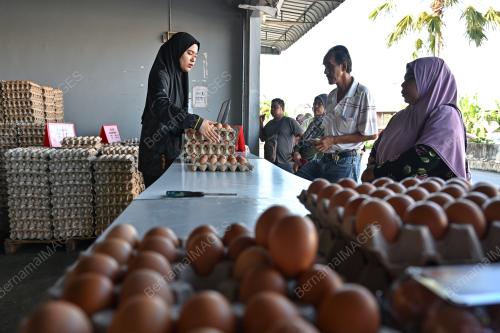 TINJAUAN TELUR AYAM