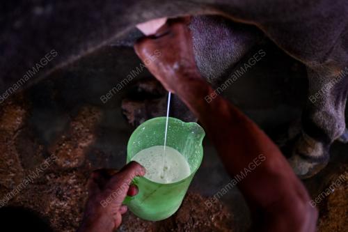SUSU MASAM KERBAU