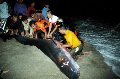 ANAK IKAN PAUS