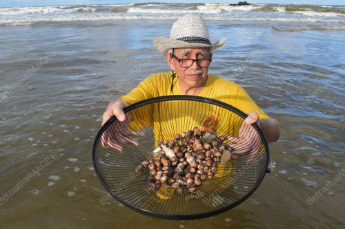 FENOMENA KERANG TERDAMPAR DI PANTAI