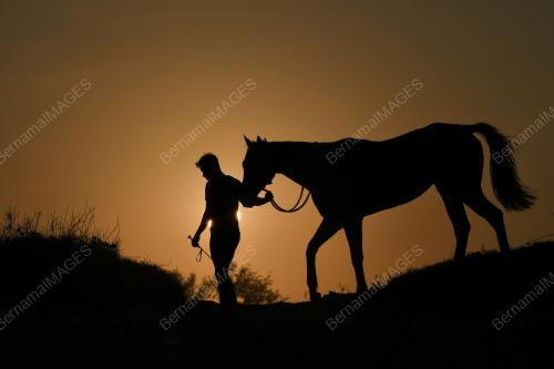 SILHOUETTE HORSE
