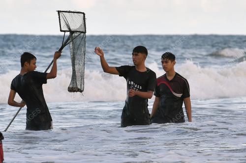 SIPUT LAUT MUSIM TENGKUJUH