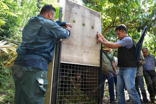 TR04_23072019_BERUANG_MATAHARI_BN201907235950-03