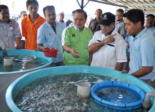 TR04_24042012_TERNAK_IKAN
