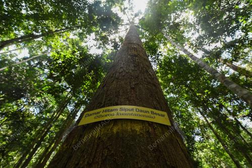 SHOREA KUANTANENSIS