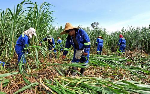 TR04_25092013_AGRO_KAMBING