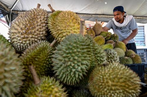 TINJAUAN PENJUAL DURIAN