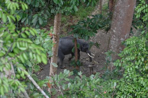 PERKAMPUNGAN KONSERVASI GAJAH KENYIR