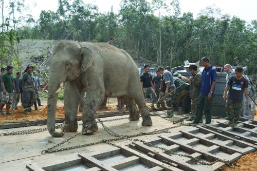 PINDAH GAJAH