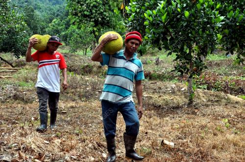 TR04_28082017_NANGKA_MADU