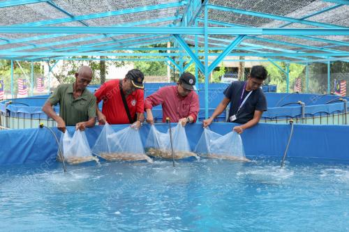 PROJEK TERNAK IKAN SEJATI MADANI