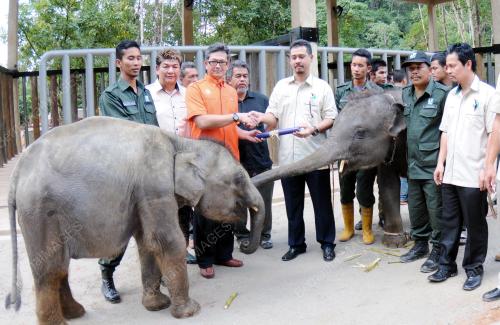 TR04_29012014_PINDAH_GAJAH