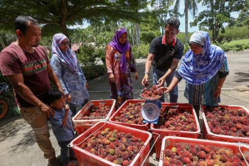 TR04_29082019_BUAH_PULASAN