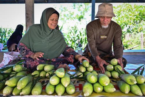 JAGUNG HYBRID