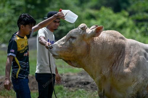 LEMBU SADO BAKA CHAROLAIS