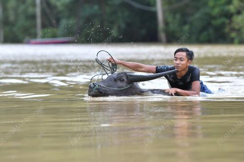 MANDI KERBAU DALAM BANJIR
