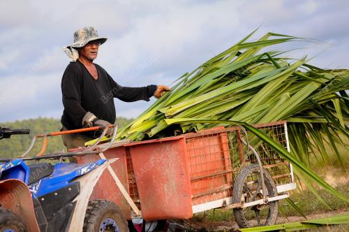 MENCARI DAUN MENGKUANG