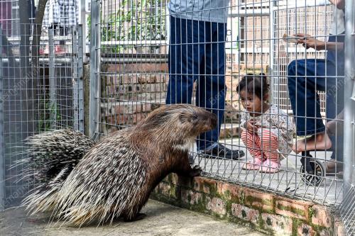 ZOO RIMBA RAZIA