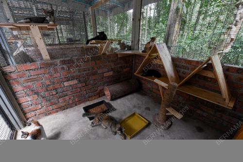 TR05_02112020_TAMAN_KUCING
