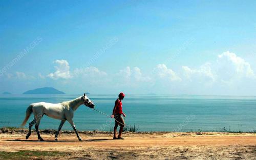 KEJOHANAN KUDA LASAK SEDUNIA 2008