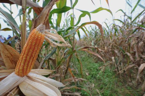 TR05_05072017_SHABERY_JAGUNG_BN201707038297