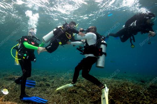 TR05_05112018_DIVE_HEART_BN201810080231