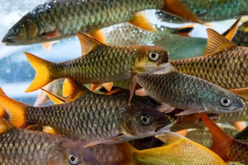 HOBI BELA IKAN JANA PENDAPATAN